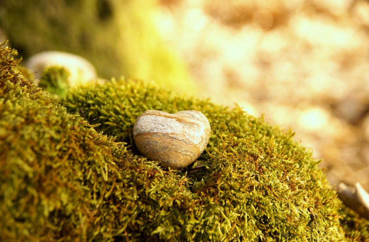 Hoe werkt een natuurbegrafenis en waarom kiezen mensen hiervoor?