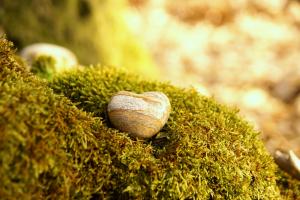 Hoe werkt een natuurbegrafenis en waarom kiezen mensen hiervoor?